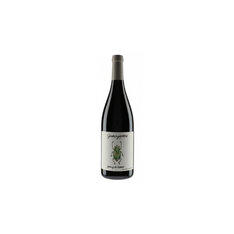 Bourgogne-antoine-Heloise-lienhardt-gamayoptere.png